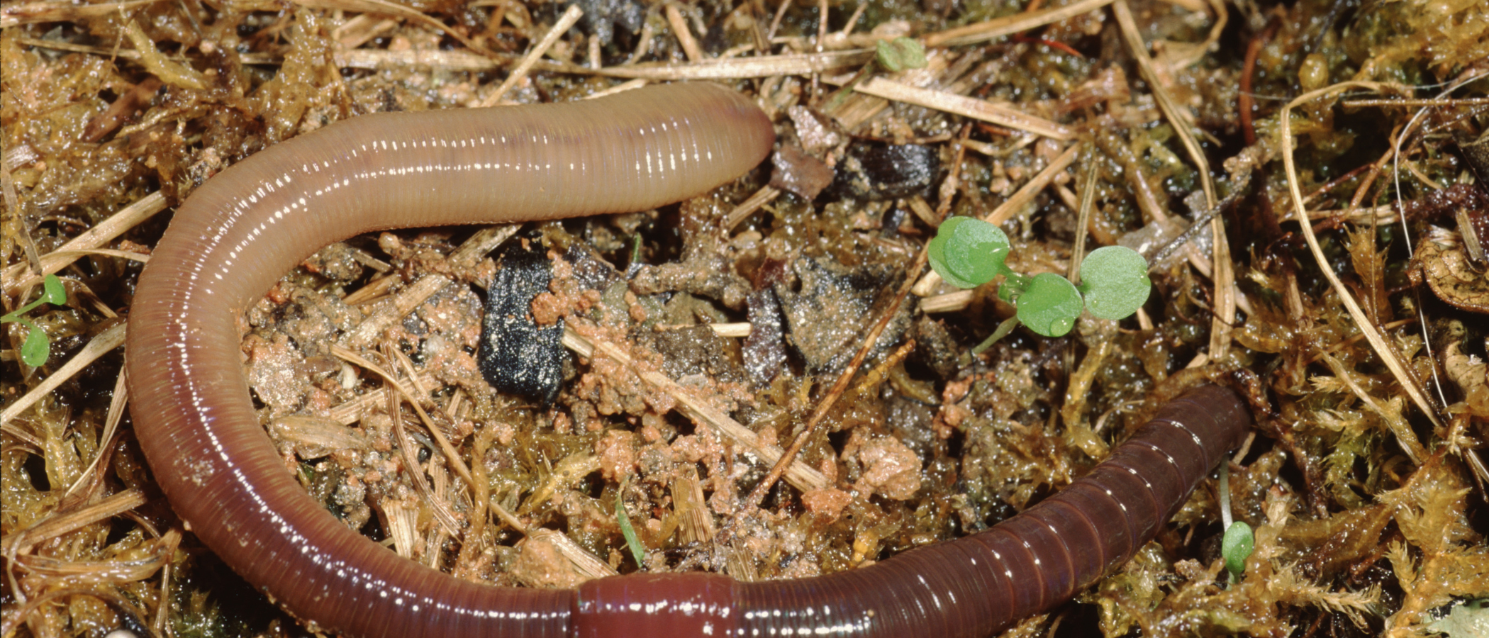 Red earthworms